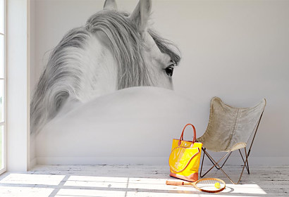 Fototapeta White horse 1146